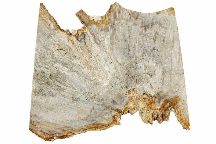 Polished Fossil Coral Slab - Indonesia #307961